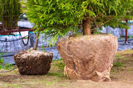 Small spruce trees sold in sackcloth sacks in a garden center