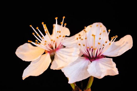 Detailed close view of blossom spring flowers a black background