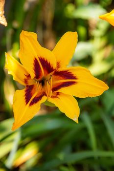 Beautiful colorful daylilies. Hemerocallis. Close-up.