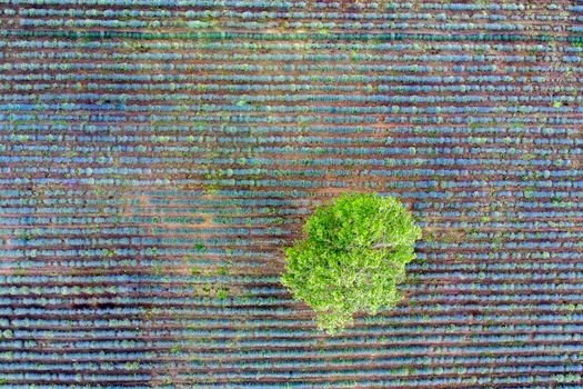 Aerial top view from a drone to a tree at a lavender field. Abstract view