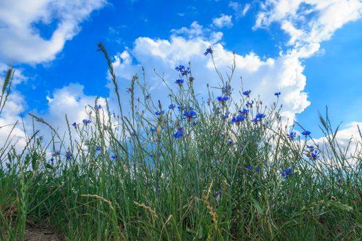 Beautiful field with blue flowers against a blue sky