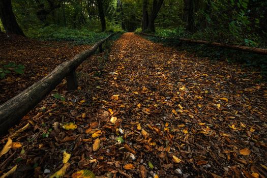 Fallen autumn leaves in a mystic forest. Fall landscape.