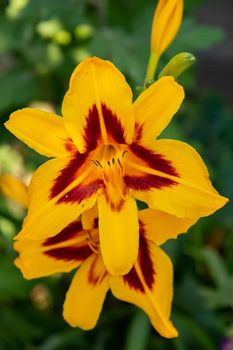 Beautiful colorful daylilies. Hemerocallis. Close-up.