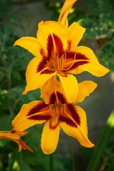 Beautiful colorful daylilies. Hemerocallis. Close-up.