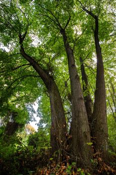 Big old tree with green leaves in the forest. Vertical view