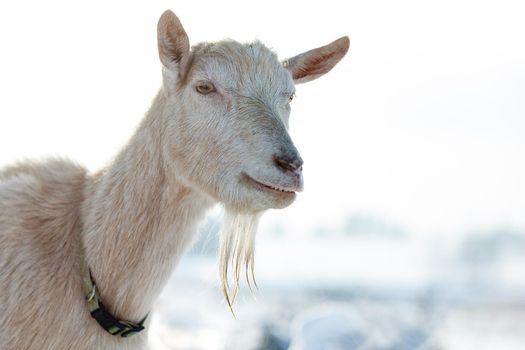 Portrait of a smiling goat in winter landscape