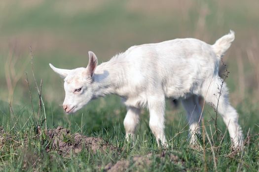 White nice little goatling exploring the environment