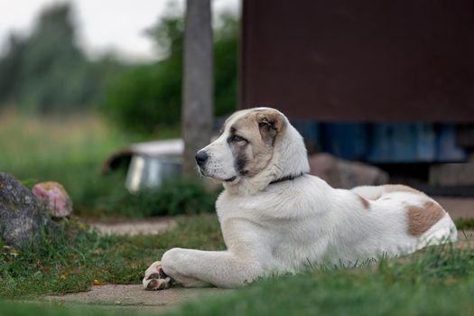 Serious asian dog proudly lies in the yard and safeguard it