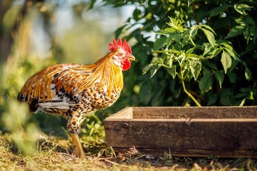 On a sunny summer day, the rooster eats from the trough. Beautiful rustic background with a bright green plant