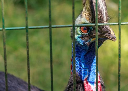 Cassowaries are certainly striking to look at, with a vivid blue face, two red wattles hanging from their neck and a hollow helmet, known as a casque, atop their heads.