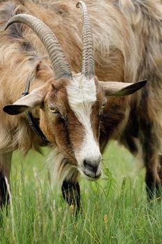 A close and detailed portrait of a large, brown goat with large horns from the front.