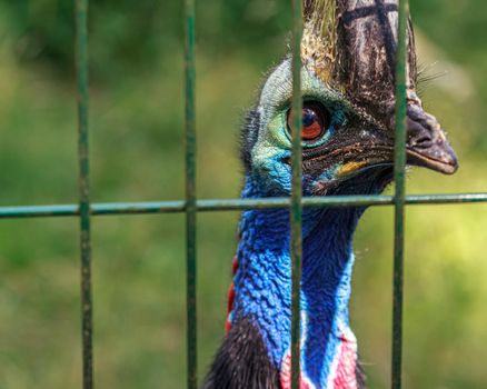 Cassowaries are certainly striking to look at, with a vivid blue face, two red wattles hanging from their neck and a hollow helmet, known as a casque, atop their heads.