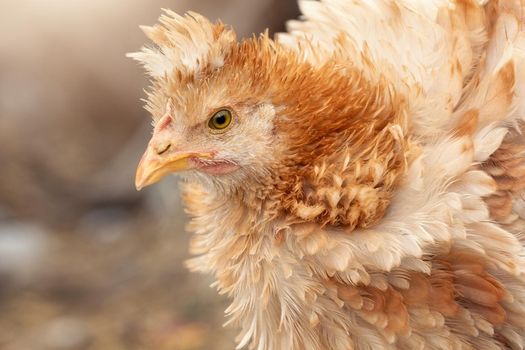 Close-up, profile portrait of nice fluffy ginger colour hen, artistic, nice, and gentle swirl of amazing chicken feathers.