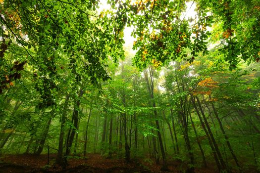 View inside of the forest from the ground. Scenic  landscape