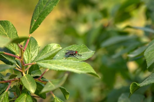 sitting fly on a green leaf. Close up