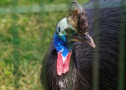 Cassowaries are certainly striking to look at, with a vivid blue face, two red wattles hanging from their neck and a hollow helmet, known as a casque, atop their heads.