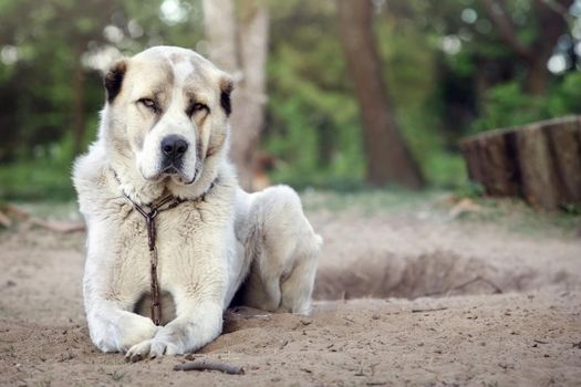 A white dog lies and looks at the camera with curiosity. Watchdog Central Asian Shepherd.