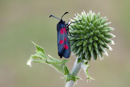 Macro of profile butterfly Five-spot on 3D flower, in green background