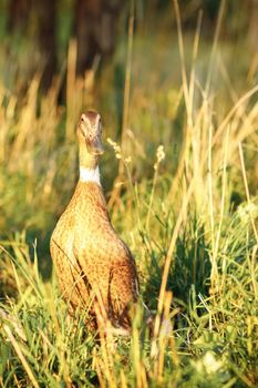 Indian runner, a popular breed of ducks in the summer garden. Hunters of slugs, ideal for ecological and permaculture gardening.