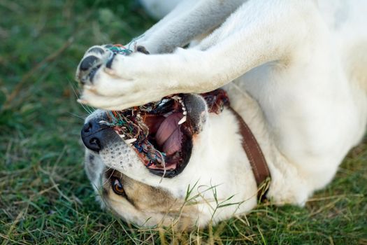 A close-up portrait of a Asian shepherd dog lying on the grass and playing with a rope.