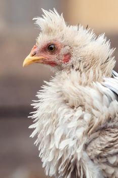 Profile portrait of nice tufted white hen in a light beige colour background.
