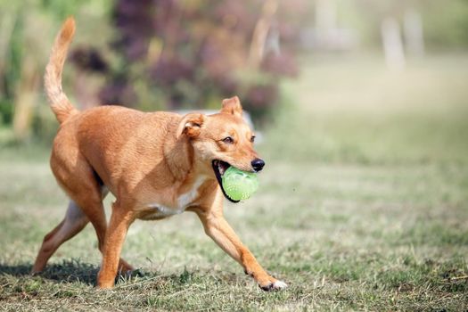 An orange dog, like a fox steals a green toy and escapes. Concept: pets love, happy pet