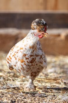 Closeup of a hen in a farmyard (Gallus gallus domesticus)