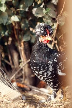 Black tufted hen hides and closely monitors the environment