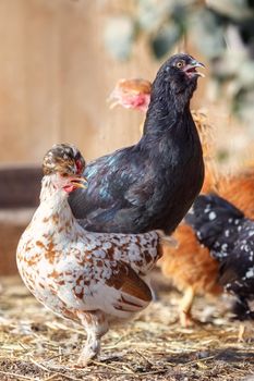 Chickens on traditional free range poultry farm