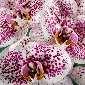 Purple spotted white orchid flower in close up square photo