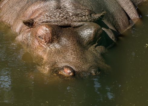 Large water animal hippopotamus swimming in pool, head outside. Riga zoo animal