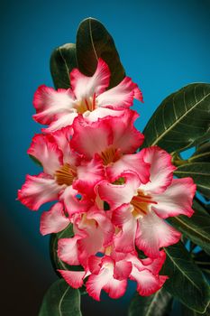 Adenium obesum (Desert Rose; Impala Lily; Mock Azalea) Blue turquoise background. There is free space for text, it can be used as a greeting card