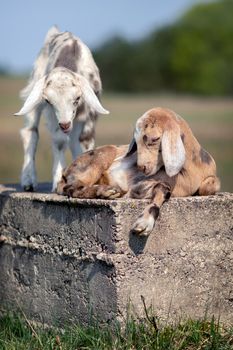 Two nice brown and gray spotted goatlings standing on a concrete block and playing