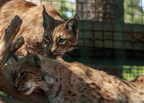 Two Lynx big cats playing, feline family animal at the Riga zoo cage