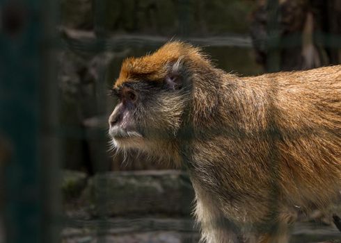 Brown fluffy monkey  in cage going, Riga zoo animal primate