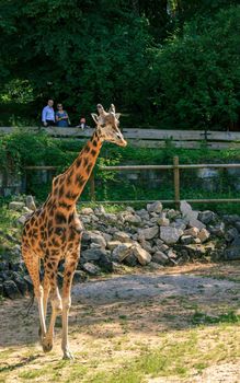 Riga, Latvia- July 16 2020: Giraffe rothschildi at Riga zoo park, long neck variegated animal full body picture and tourists in background