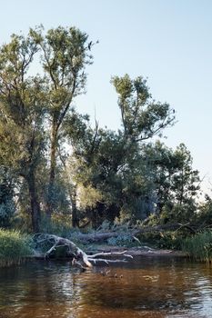 A riverside, an old fallen tree, and cormorant birds at the tops of trees, in a sunny summer day