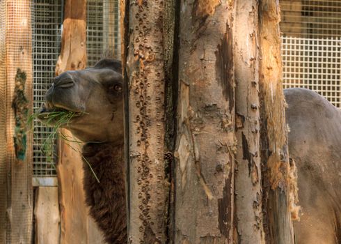 Humpback brown zoo camel eating green grass, Riga zoo animal