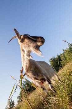 She-goat in the meadow. Bottom view with wide angle lens