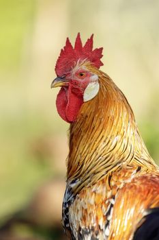 Rooster portrait with large red rose comb and caruncles, in a light, yellow green background.