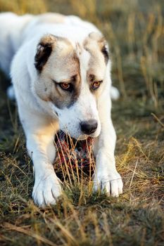 A sad dog lies on the grass and keeps his toy rope between his legs.