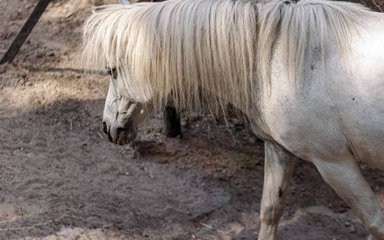 White little horse in paddock back view, at Riga zoo park