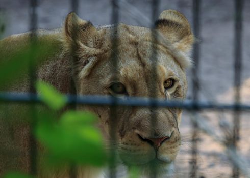 African leo eye contact with you, big cat animal in cage at Riga zoo