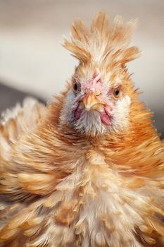 Paduan orange colour hen with the characteristic tuft, raised in the Lithuania.