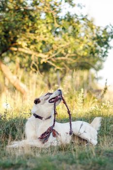 Vertical photo of a dog with a raised head and playing with a rope in a beautiful country garden.