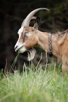 Profile portrait of a brown, goat with big horns and a long fur on a dark forest background.