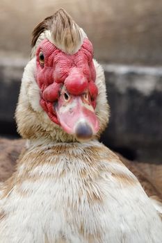 Close-up front portrait of muscovy duck with nice old man haircut style.