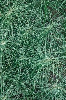 Close up of great horsetail, also called Equisetum telmateia or riesen schachtelhalm