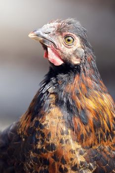 Free range, black and brown chicken portrait in a farm at summer time. Concept, birds care in traditional farm, organic poultry and eggs