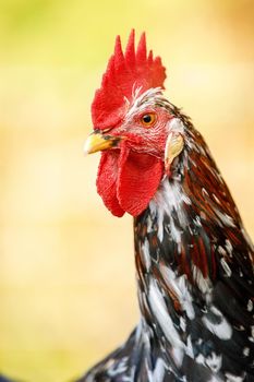 Colorful variegated cock, beautiful portrait on a yellow background